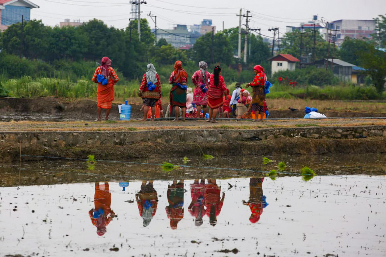 ड्रोनमार्फत मल छर्ने र मेसिनबाट धान रोप्ने प्रविधिसहित २३औँ राष्ट्रिय धान दिवस खुमलटारमा सम्पन्न